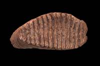 Molaire de Mammouth (Mammuthus sp., Pléistocène inférieur)